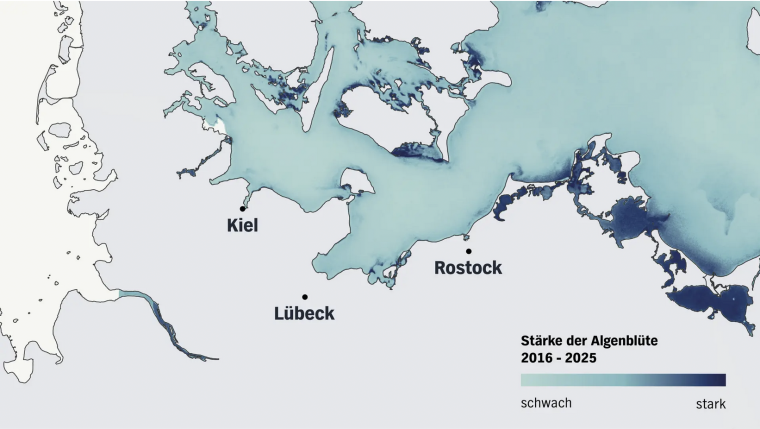 Map of the western Baltic between Kiel and Rostock: the darker the blue, the more often algae blooms occurred from 2016 to 2025.