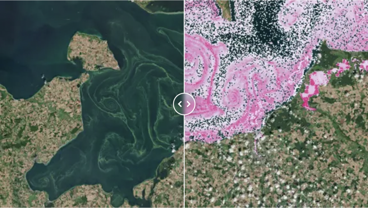 Before-and-after comparison: the satellite image of the algae bloom on the left, the analysis on the right with heavily affected areas in pink.