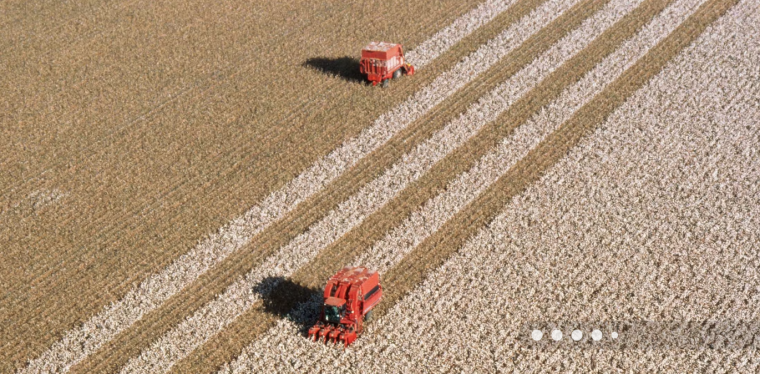 Aerial view of two red harvesters moving across a large cotton field.
