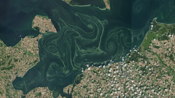 How blue-green algae are changing our Baltic Sea.